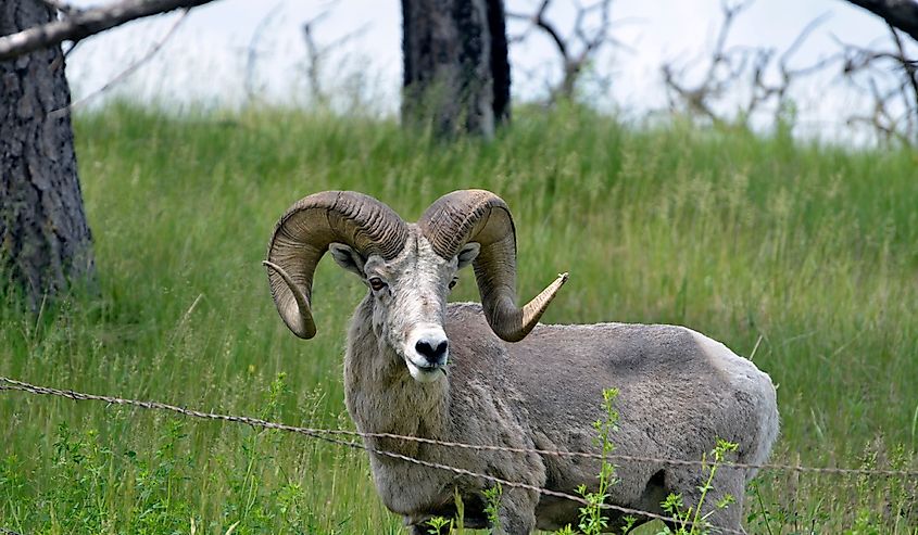 Bighorn Sheep at Chadron, Nebraska