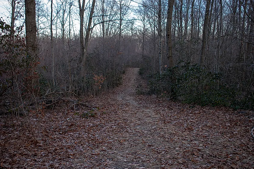 Naugatuck forest trail