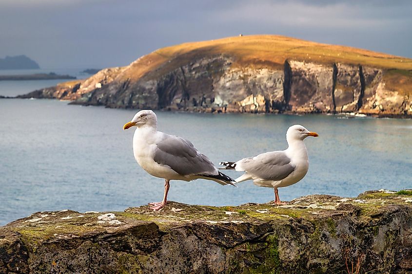 Seagulls on the coast of the Irish Sea.