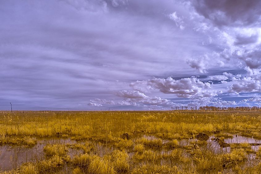 The Great Dismal Swamp in Virginia with a dramatic surreal sky.