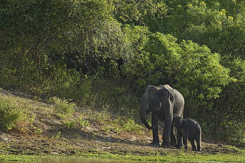 Elephas maximus maximus, Sri Lanka