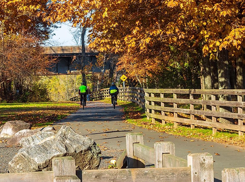 Two cyclists on a bike path under large oak trees in Suffield, Connecticut, USA.