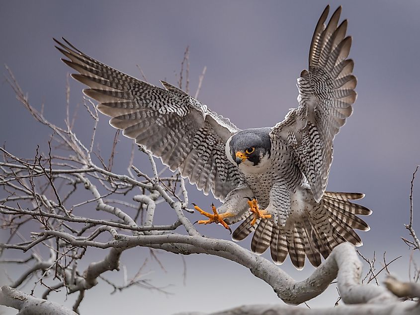 A peregrine falcon landing on a tree trunk