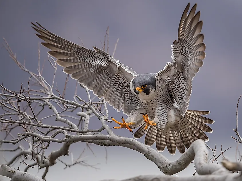 A peregrine falcon landing on a tree trunk