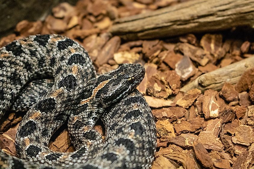 A pygmy rattlesnake.