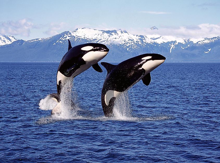 A pair of orcas in Canadian waters