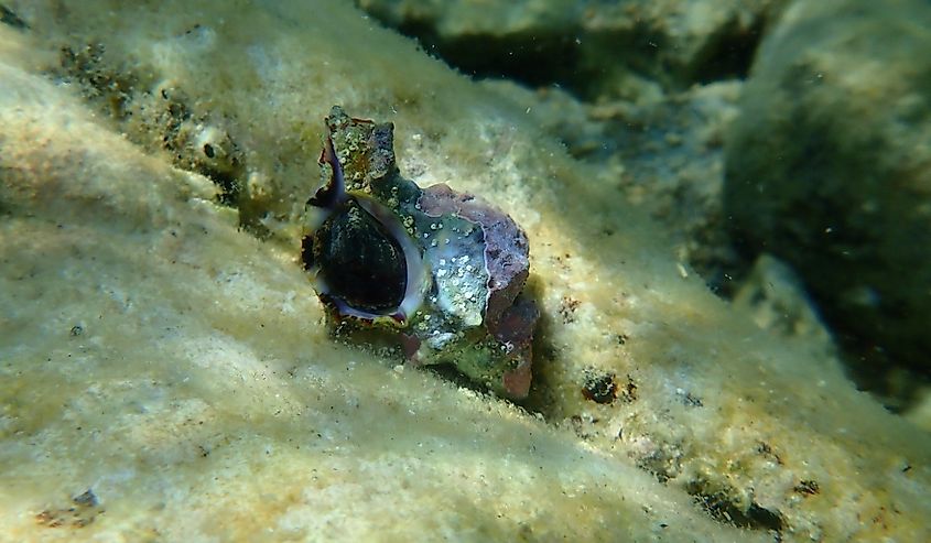 Sea snail trunculus murex or banded murex, trunk murex, banded dye-murex (Hexaplex trunculus) undersea, Aegean Sea, Greece, Thasos island