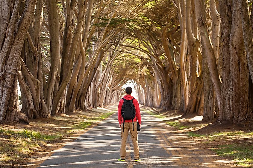 cypress tree grove