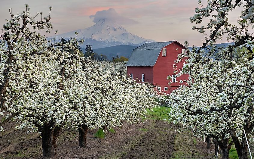 Red Barn in Pear Orchard in Hood River Oregon at Sunset