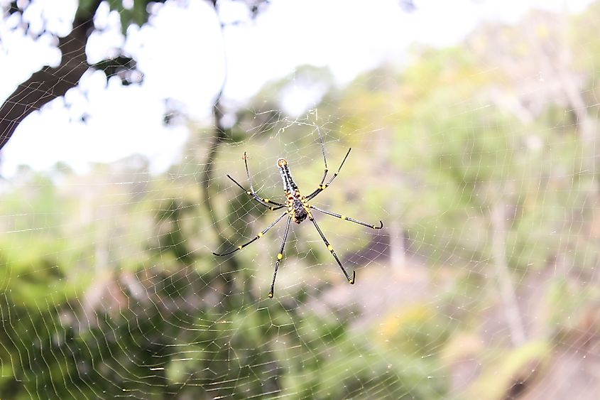 A giant wood spider spins its web between two trees high up in the forest.