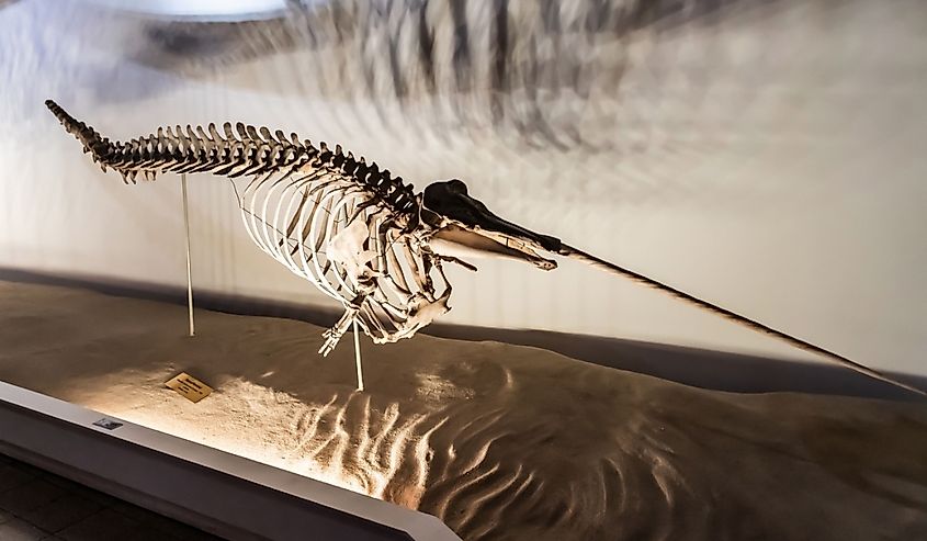 Narwhal fossil inside Grigore Antipa National Museum of Natural History