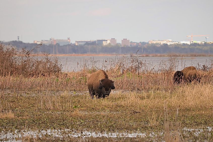 Wild bison in the Paynes Prairie Preserve State Park.