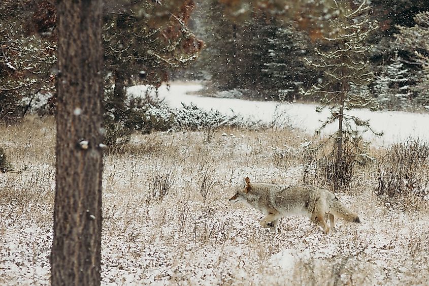 Wolf in Jasper National Park in winter