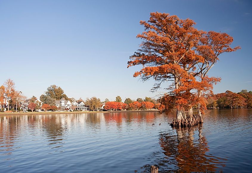 cypress trees on Albemarle Sound in Edenton, North Carolina.