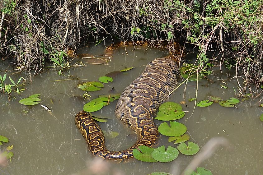 A large python moves through shallow water after feeding, showing how pythons rely on water and cover after large meals.