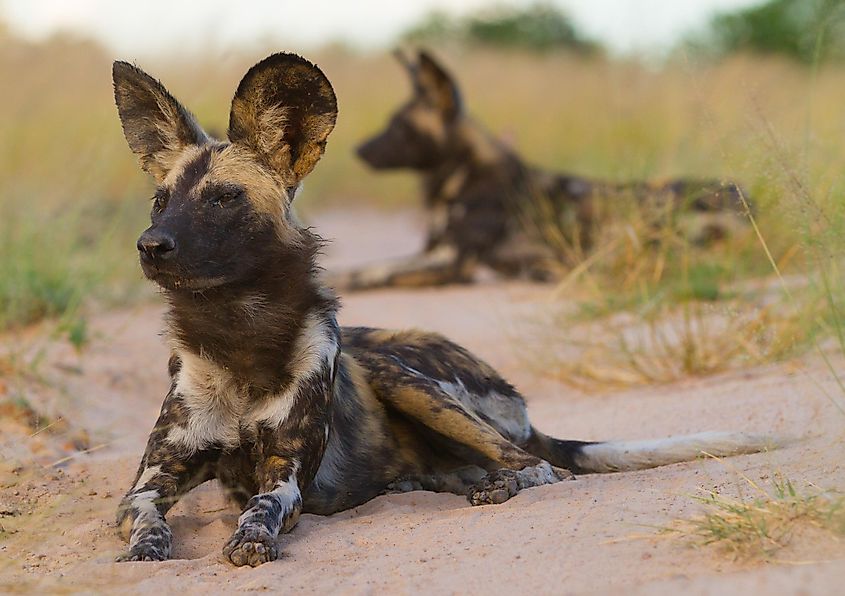 Two wild dogs lazing around in the sun.jpg