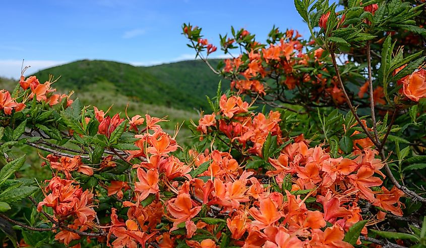 Orange Flame Azaleas Bloom in the Blue Ridge Mountains in summer
