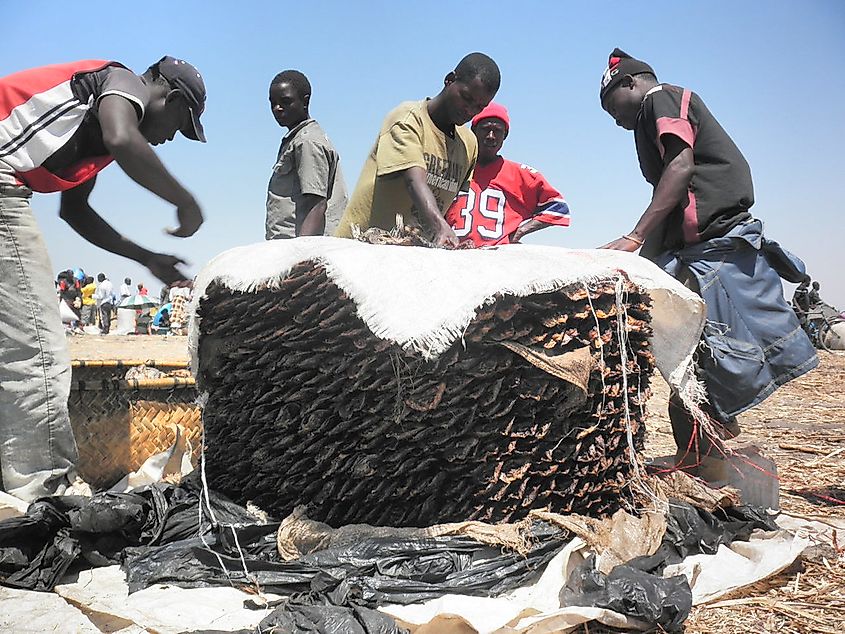 Fish packing for transportation at Mposa Beach Lake Chilwa, Machinga, Malawi. Photo by Asafu Chijere, 2010