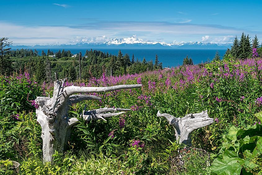 Mount Redoubt from Anchor Point. Alaska.