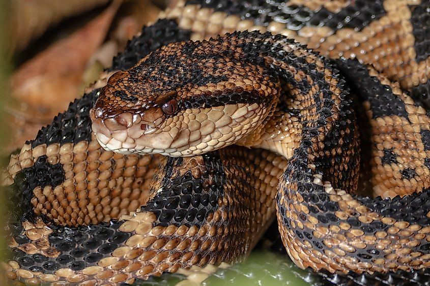 The bushmaster or shushupe, a venomous Amazonian snake.