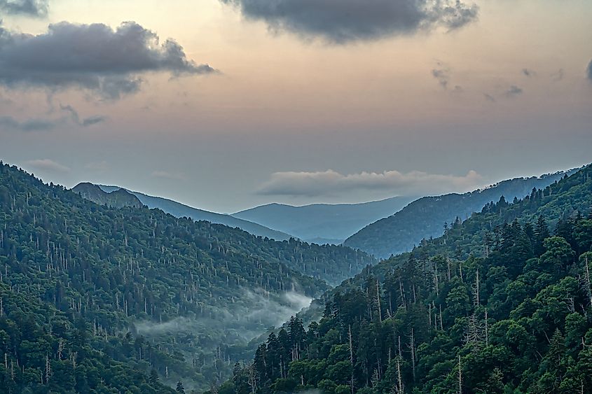 Great Smoky Mountains National Park is anational park which has become overrun with feral pigs. Credit: John A. Anderson/Shutterstock.com