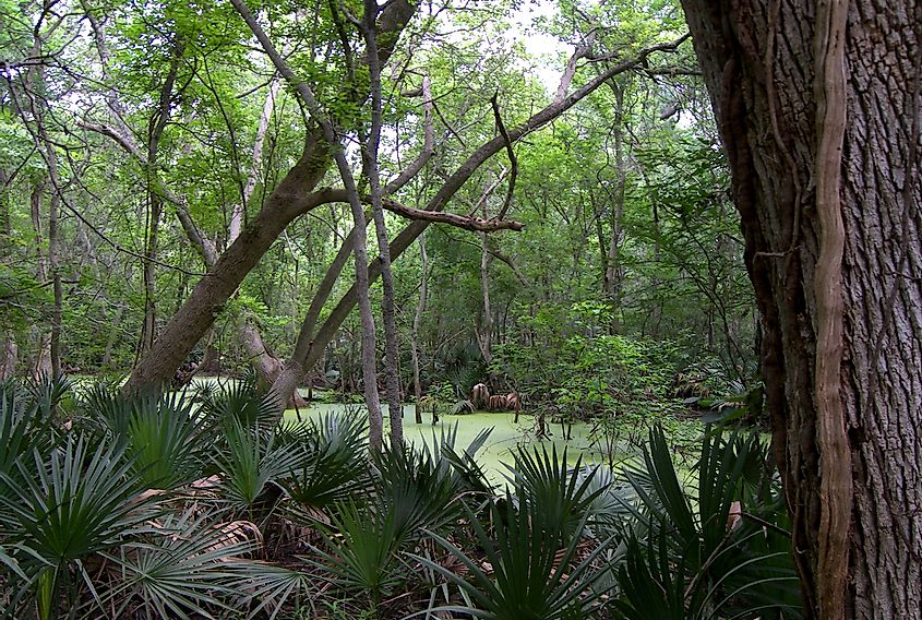 A bog surrounded by dwarf palmettos (Sabal minor) at Palmetto State Park between Luling, Texas and Gonzales, Texas, United States.