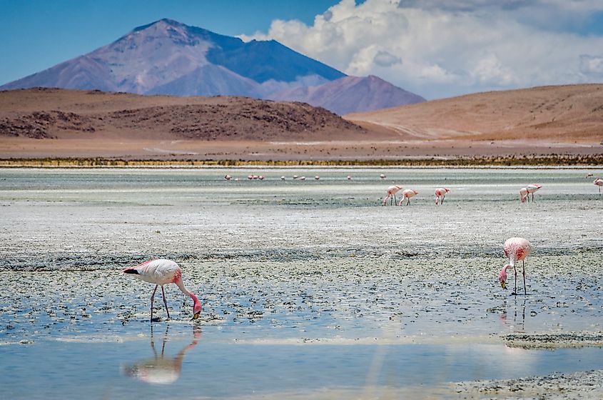 Landscapes of the Atacama Desert.