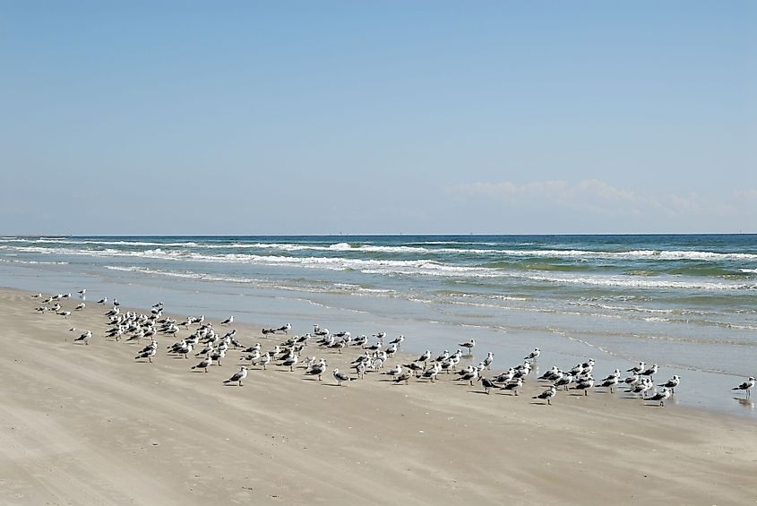 Seagulls on a beach at South Padre Island