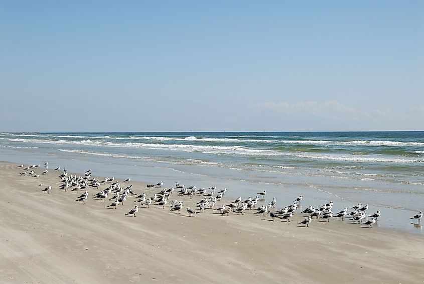 Seagulls on a beach at South Padre Island