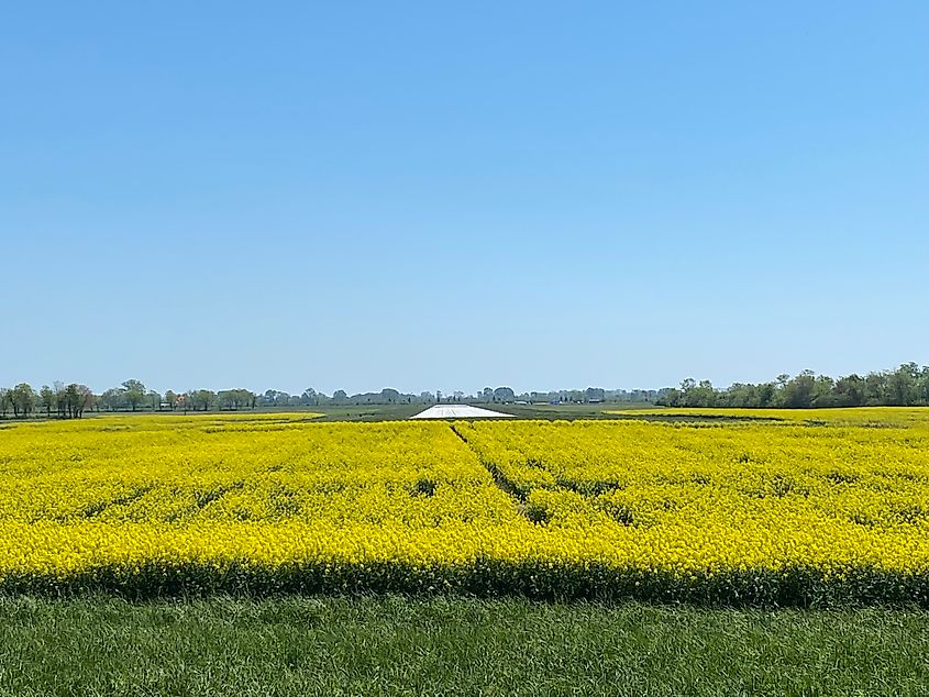 A paved runway sits in the middle of a yellow canola field.