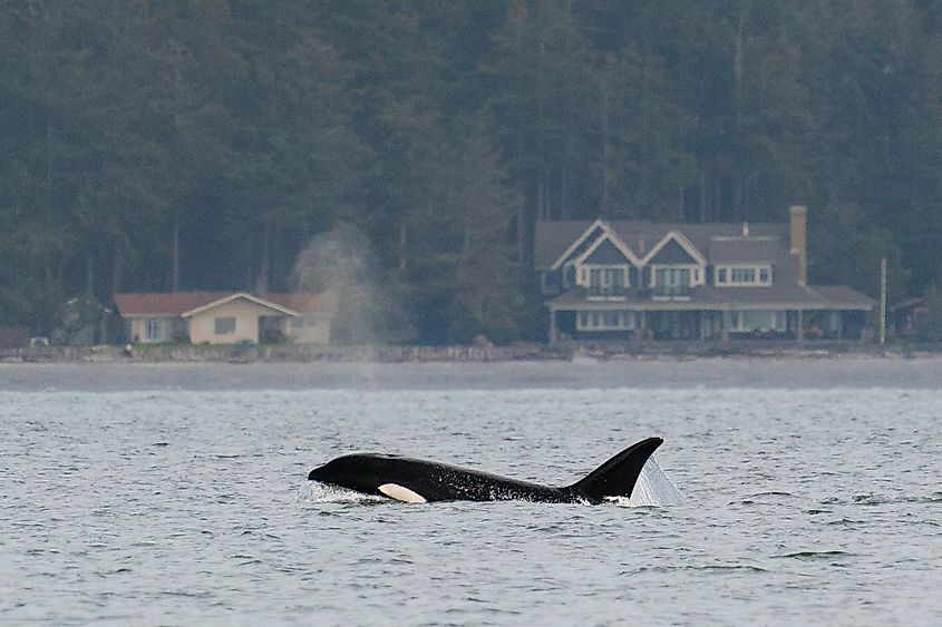 Transient orca T099, Bella, traveling in Penn Cove Whidbey Island