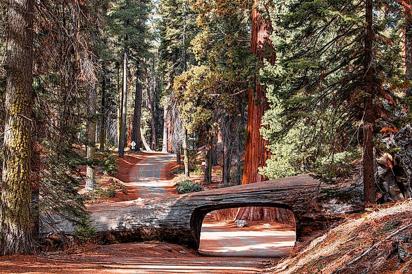Tunnel log through the Sequoia National Park.