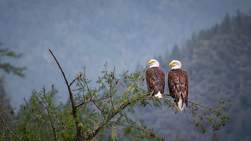 A pair of bald eagles perched on a tree branch.