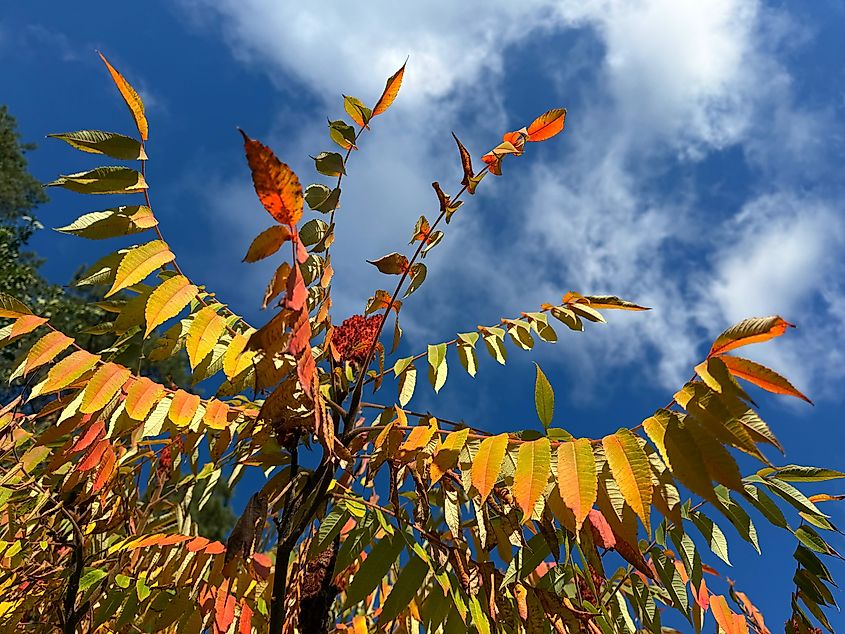 Rhus typhina Staghorn Sumac tree in autumn.
