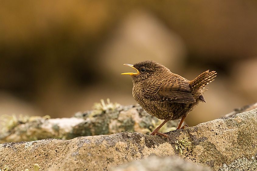 A St Kilda Wren.