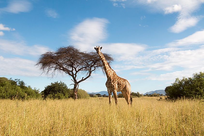 A lone giraffe standing in the grasslands at Ruaha National Park. 