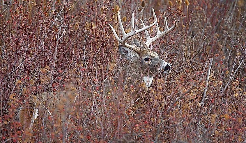 Big Trophy White Tail Buck deer stag in thick brush, autumn fall color leaves; midwest midwestern big game deer hunting season