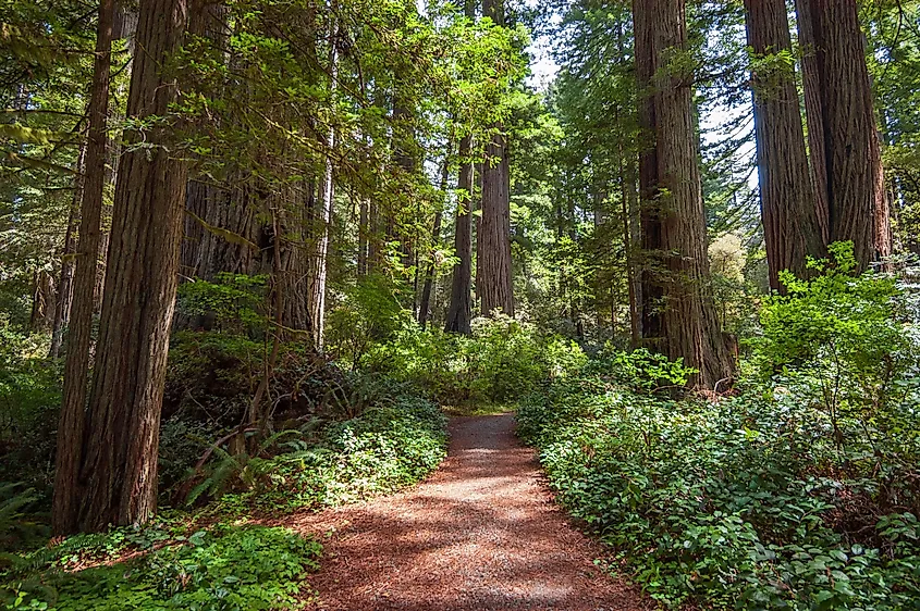 Redwood National Park in California