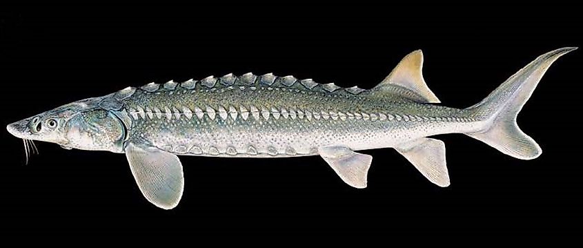White sturgeon