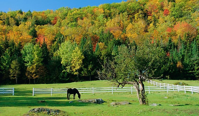 Horse grazing near Jackson, New Hampshire, in fall.