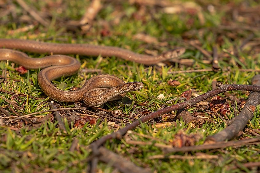 Brown watersnakes near a marsh.