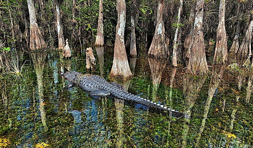 Big alligator on the clear waters of the swamp in Big Cypress, Florida