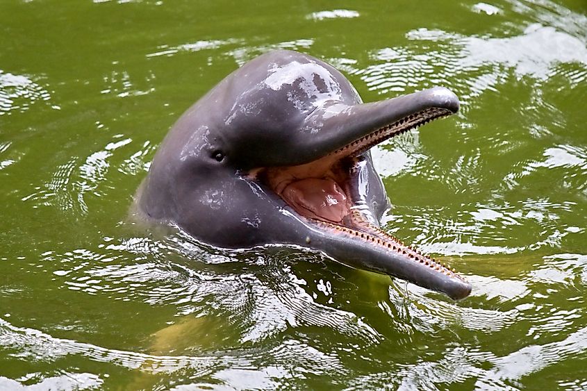 iquitos wildlife