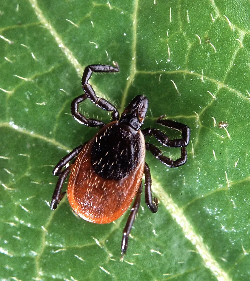 Adult deer tick, Ixodes scapularis.