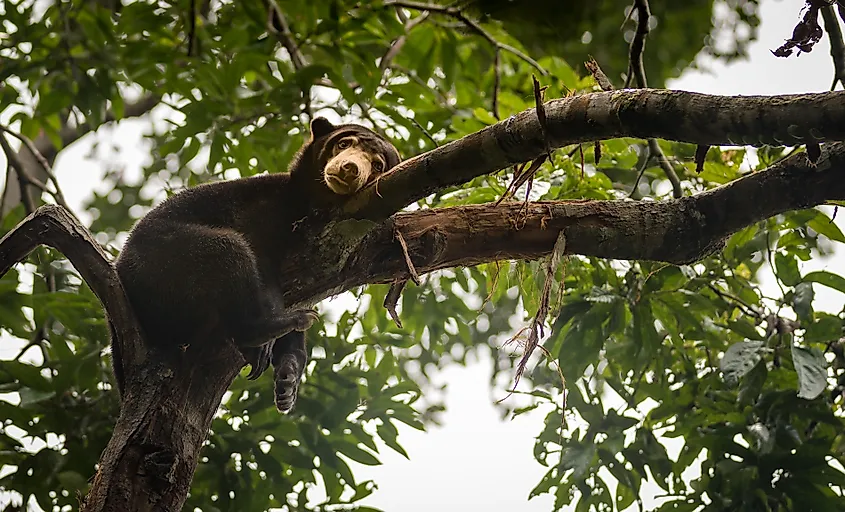 Malayan sun bear resting on a tree (Credit: Lillian Tveit via Shutterstock)