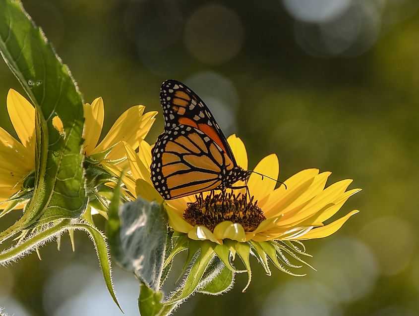 Monarch Butterfly