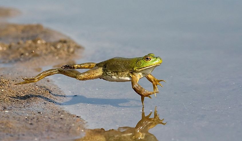 Adult American bullfrog (Lithobates catesbeianus) jumping in a forest lake