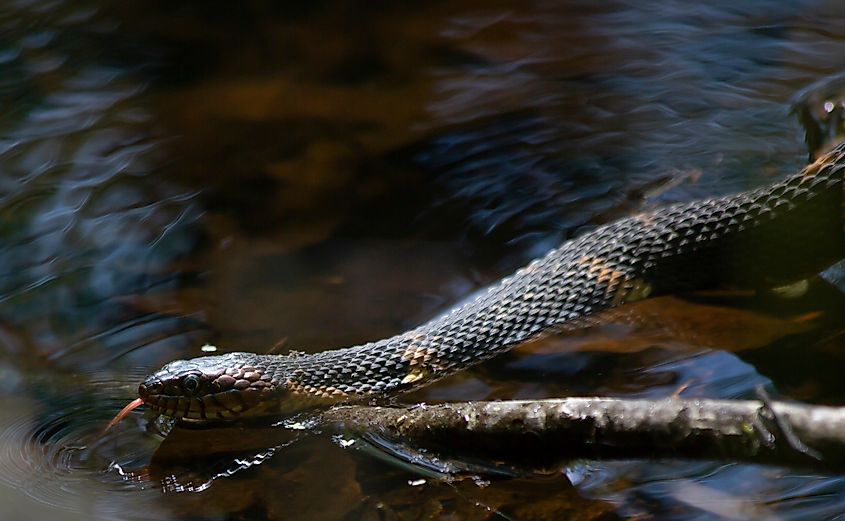 Broad-banded water snake swimming in the stagnant water of a bayou