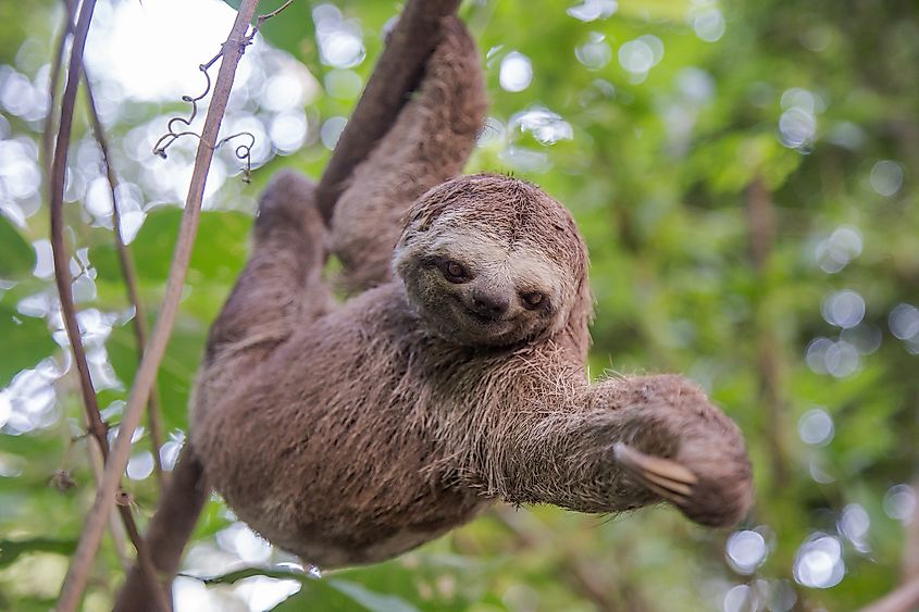 What Animals Live in the Amazon Rainforest? - The Knowledge Library