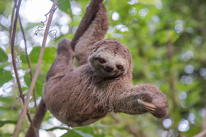 sloth